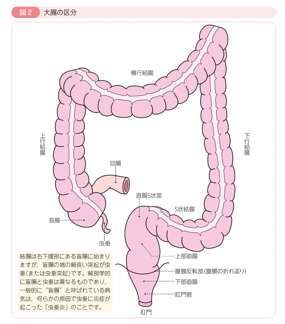 図2 大腸の区分